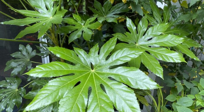 Garden Drama with Large-Leafed Plants plants