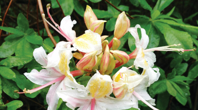 The Mountain Gardener | Be Aware of Native Plants That Are Toxic
