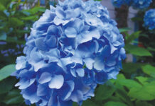 Image for display with article titled The Mountain Gardener | Cool Your Garden with Blue