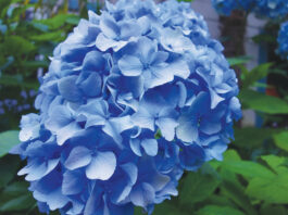 The Mountain Gardener | Cool Your Garden with Blue