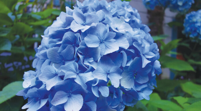 The Mountain Gardener | Cool Your Garden with Blue