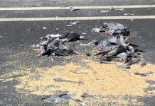 Image for display with article titled Scotts Valley Police investigate parking lot pigeon massacre