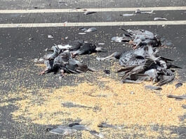 Scotts Valley Police investigate parking lot pigeon massacre