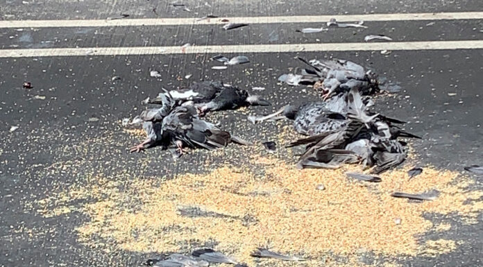 Scotts Valley Police investigate parking lot pigeon massacre