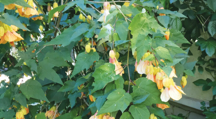 The Mountain Gardener | What to Do this Month in the Garden