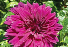 Image for display with article titled The Mountain Gardener | Dahlias and You