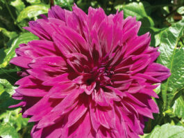 The Mountain Gardener | Dahlias and You