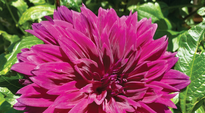 The Mountain Gardener | Dahlias and You