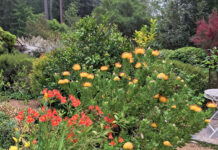 Image for display with article titled The Mountain Gardener | Plant Combinations That Inspire