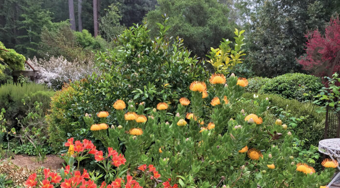 The Mountain Gardener | Plant Combinations That Inspire