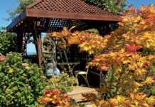 Image for display with article titled The Mountain Gardener | Japanese Maples in the Fall