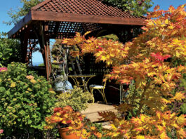 The Mountain Gardener | Japanese Maples in the Fall