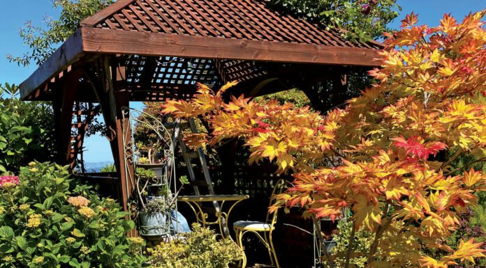 The Mountain Gardener | Japanese Maples in the Fall