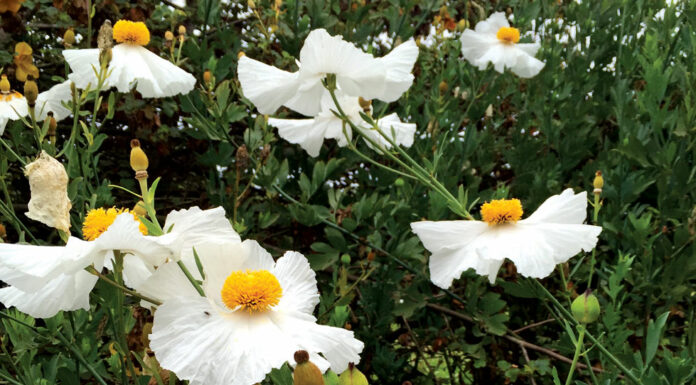 The Mountain Gardener | Controlling Erosion the Right Way