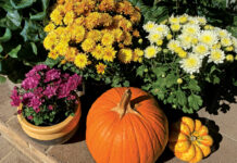 Image for display with article titled The Mountain Gardener | Plants Add Fall Color to Halloween Garden