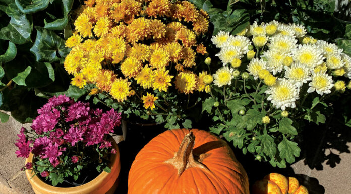 The Mountain Gardener | Plants Add Fall Color to Halloween Garden