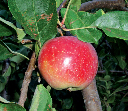 The Mountain Gardener | Plant News You Can Use