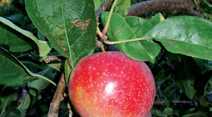 The Mountain Gardener | Plant News You Can Use