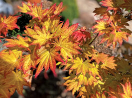 The Mountain Gardener | Happy Thanksgiving