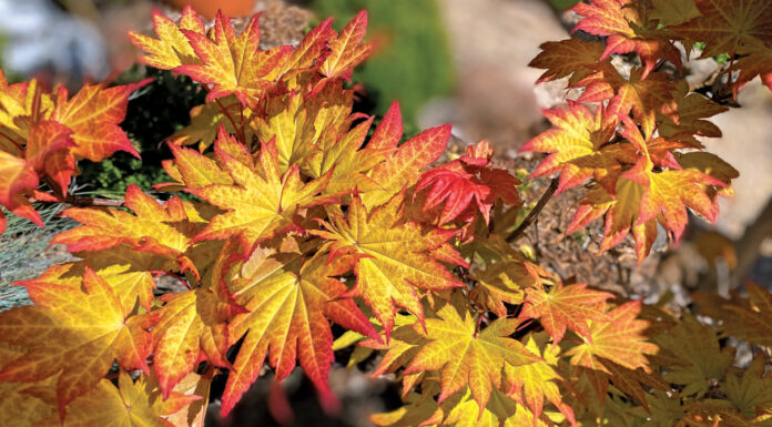 The Mountain Gardener | Happy Thanksgiving