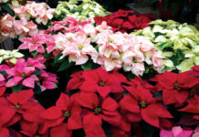 Image for display with article titled The Mountain Gardener | What to Know About Holiday Plants