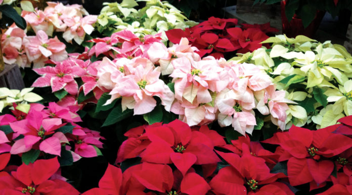 The Mountain Gardener | What to Know About Holiday Plants