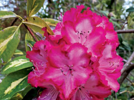 The Mountain Gardener | Propagating to Increase Your Plant Collection