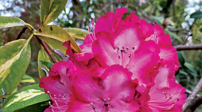 The Mountain Gardener | Propagating to Increase Your Plant Collection