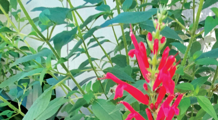 The Mountain Gardener | Changing Seasons