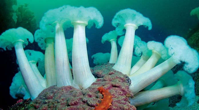 Underwater photographer launches new exhibit at the Felton Library Marc Shargel anemones