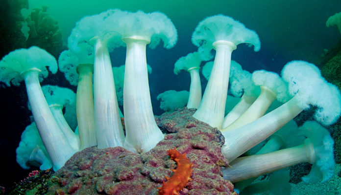 Marc Shargel anemones