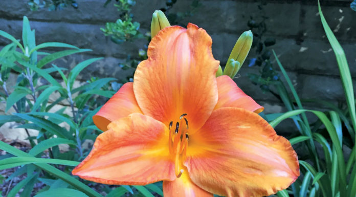 The Mountain Gardener | What’s New in the Garden for 2024