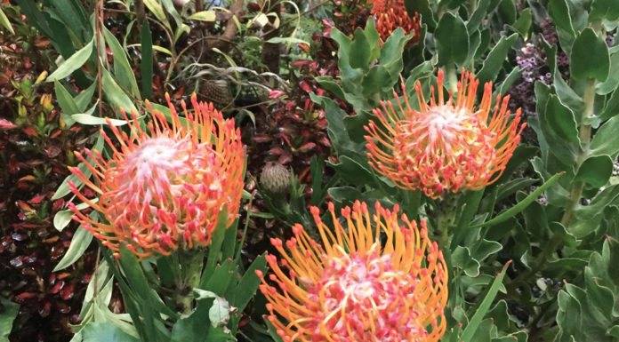 The Mountain Gardener | Pantone Color of the Year 2024