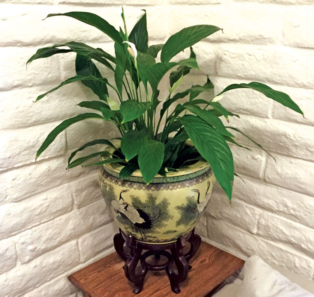 Image for display with article titled The Mountain Gardener | Living with Houseplants