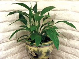 The Mountain Gardener | Living with Houseplants