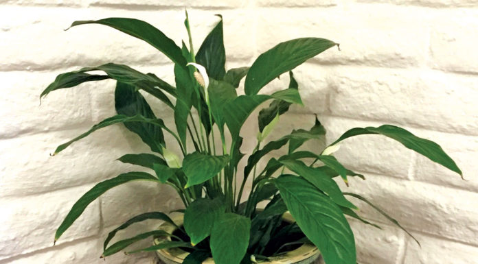 The Mountain Gardener | Living with Houseplants