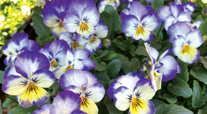 The Mountain Gardener | Flowers Adapt to a Changing Climate
