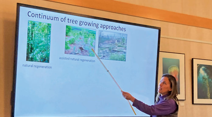 What’s the best way to grow a forest? Trees