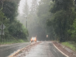 One dead after tree hits Boulder Creek home Highway 9