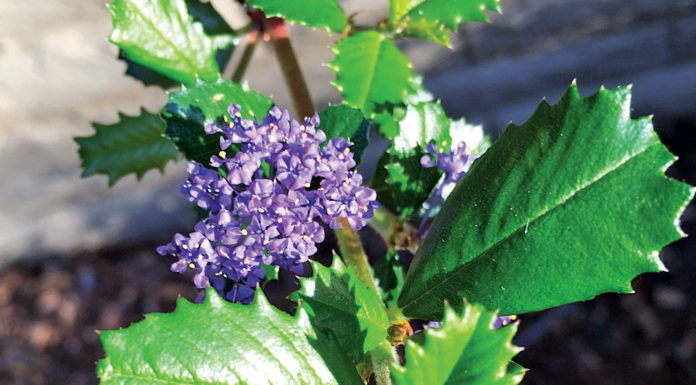 The Mountain Gardener | Allergy Season is Here Plants
