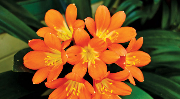 The Mountain Gardener | Early March in the Garden Garden flowers