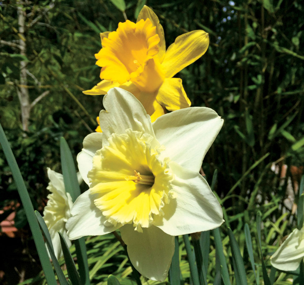 Image for display with article titled The Mountain Gardener | How to Use Phenology in the Garden