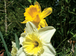 The Mountain Gardener | How to Use Phenology in the Garden TMG
