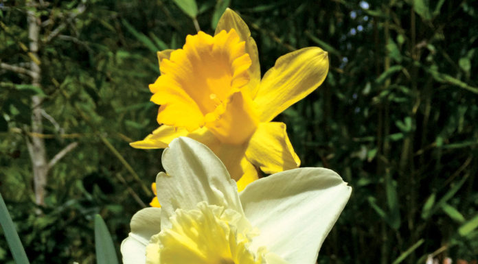 The Mountain Gardener | How to Use Phenology in the Garden TMG