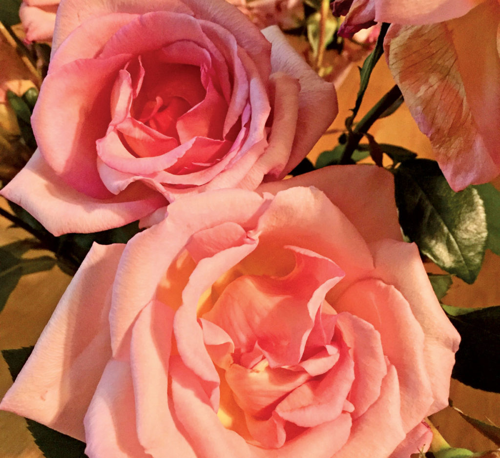 Image for display with article titled The Mountain Gardener | A Rose by Any Other Name