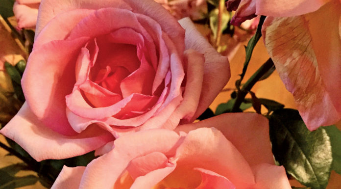 The Mountain Gardener | A Rose by Any Other Name Rose
