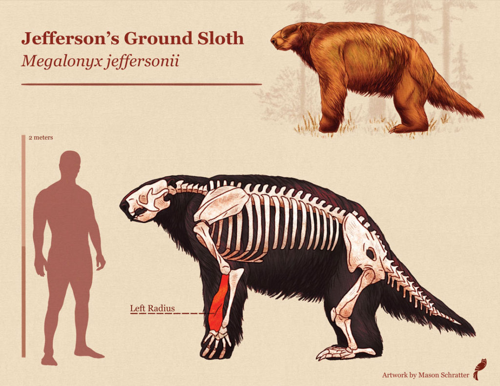 Fossil sloth bone