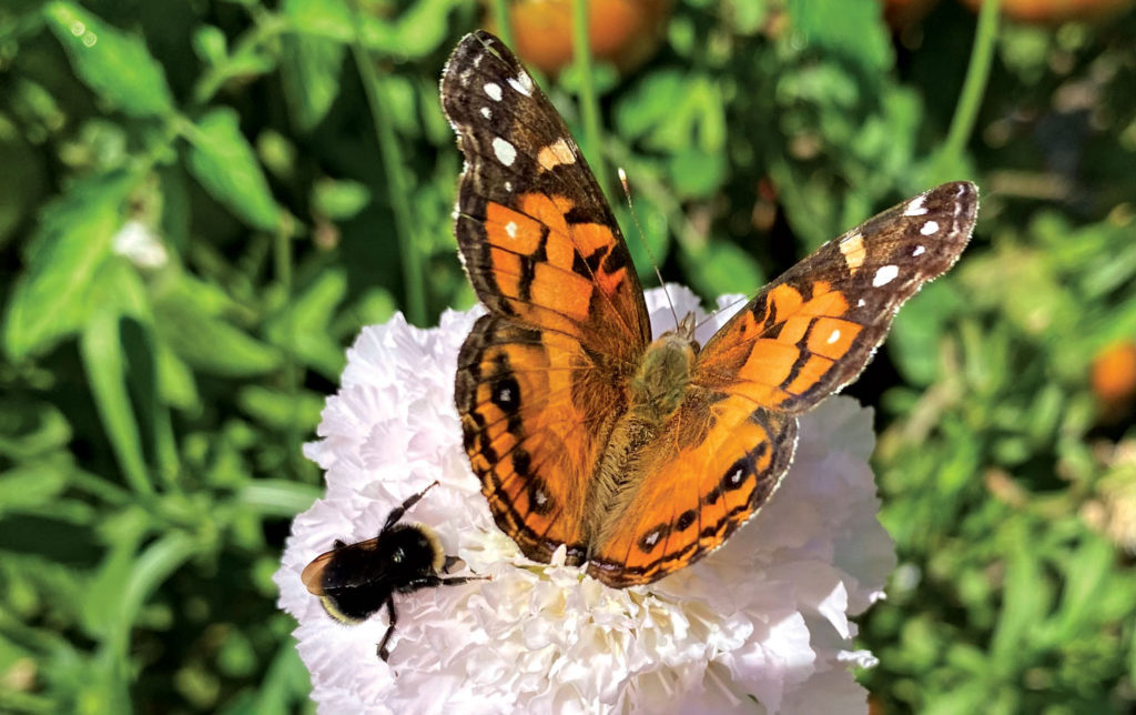 Image for display with article titled The Mountain Gardener | Bees in the Garden