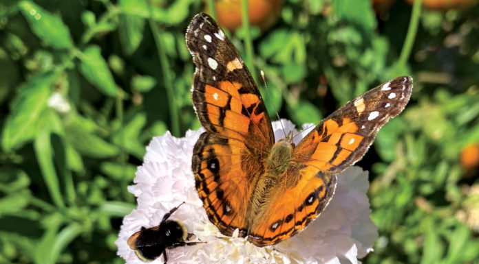 The Mountain Gardener | Bees in the Garden Garden bees