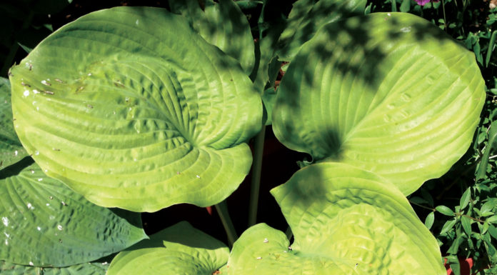 The Mountain Gardener | Celebrate Spring Equinox and St. Patrick’s Day in the Garden Garden green